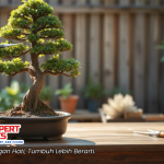 Cara Merawat Bonsai dengan teknik pemangkasan dan penyiraman yang tepat